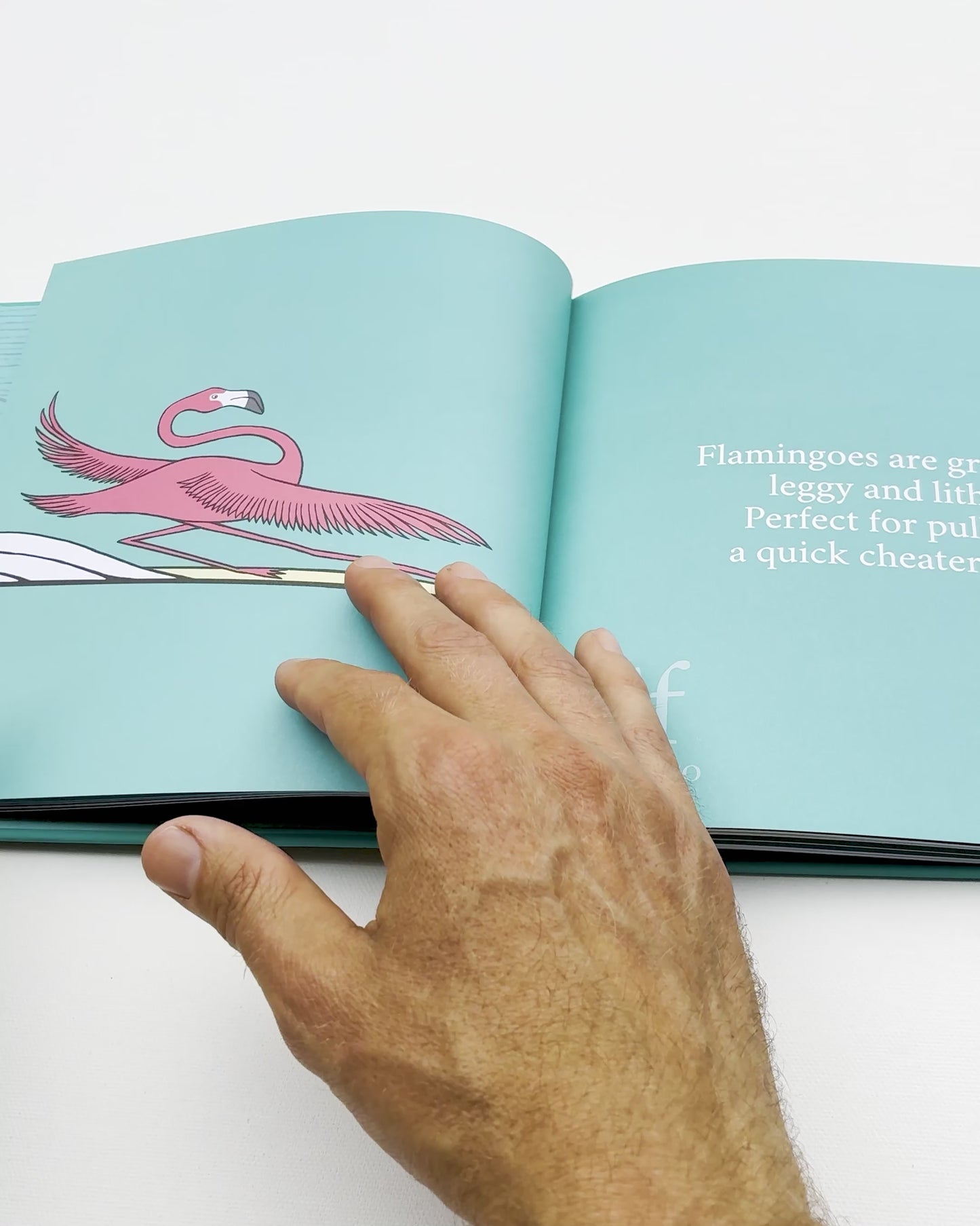 Surfing Animals ABC/Magic Trip Books & The 2026 Calendar Bundle