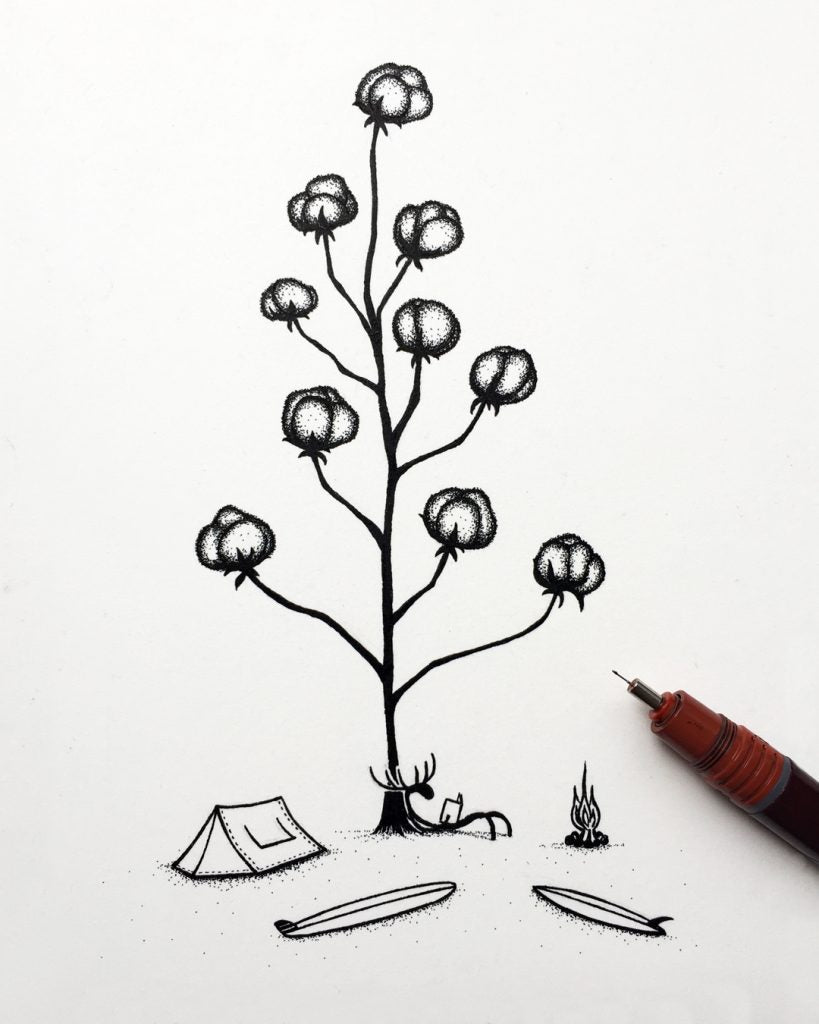 Cotton Tree